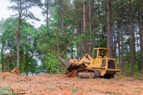 Trees Clearing in Colorado Springs