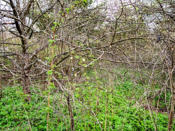 Underbrush Clearing in Colorado Springs