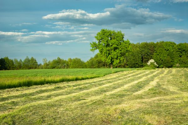 Cost of Vegetation Removal in Colorado Springs