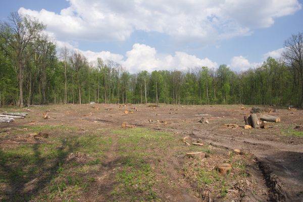 Cost of Pasture Clearing in Colorado Springs