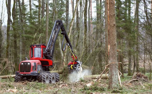 Cost of Forest Clearance Service in Colorado Springs