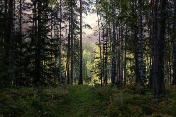 Cost of Pine Tree Clearing in Colorado Springs