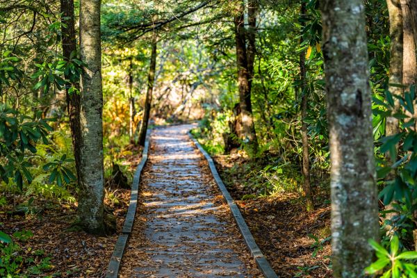 Cost of Trail Clearing in Colorado Springs